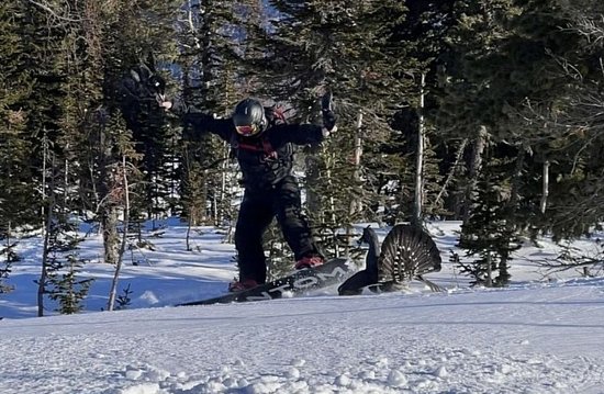 Осторожно, звери: глухарь напал на сноубордиста в Шерегеше 